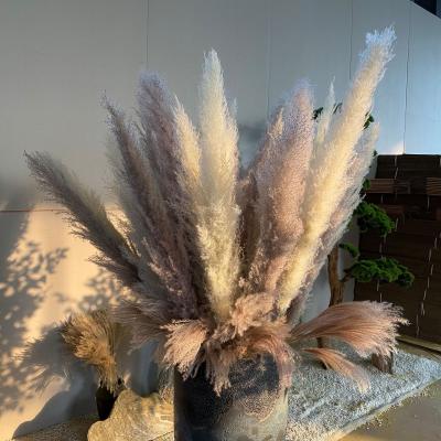 China High quality green environmental protection dry flower 90cm 120cm the other artificial flower and plant decorative pampas grass for sale