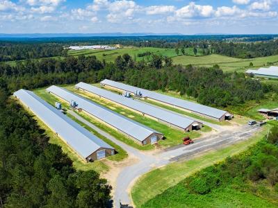 China Estrutura de aço pré-fabricada Casa de frango Broiler Farm Estrutura de aço Construção à venda