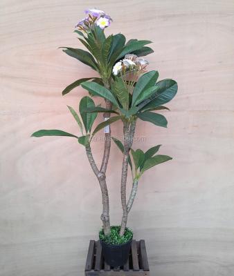 China Indoor Artificial Plumeria Frangipani Cactus Potted Tree In Black Plastic Pot for sale