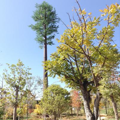 China comunicación camuflada torre del teléfono celular del árbol de pino del 15m los 35m en venta