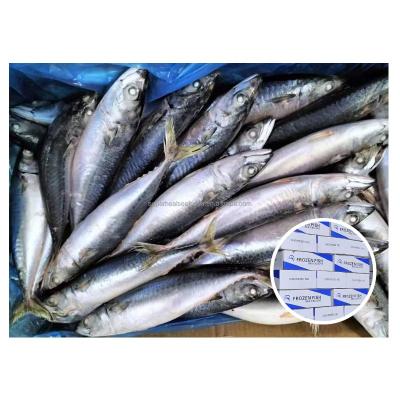 China Good Price Big Size Hot Sea NATURE Sale Grace Salted Fat Whole Canned Frozen Pacific Mackerel Fish for sale