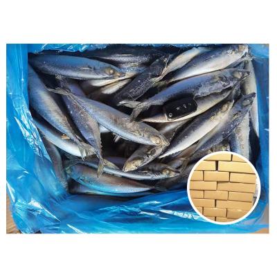 China Wholesale Price 8-10 Organic Hot Frozen Fish Sea Frozen Pacific Mackerel for sale