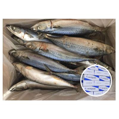 China Good Quality Organic Frozen Fish Seafood 400-600g Pacific Mackerel for sale