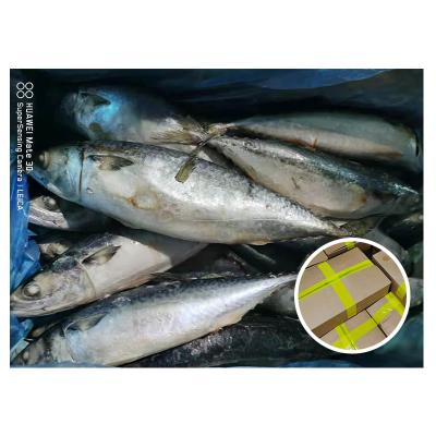 China Sea Supply Organic Dream Mackerel Fish Board Frozen Pacific Mackerel for sale