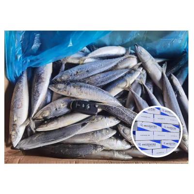 China NATURE Exporters All Supliyers In China Big Block Iqf Fish Chub Sea Frozen Pacific Mackerel for sale