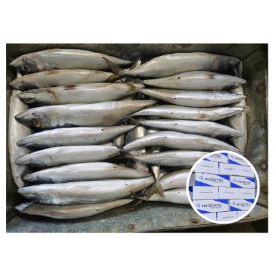 China NATURE Landfrozen Pacific Mackerel Frozen Mackerel 200 - 300g For Sale for sale