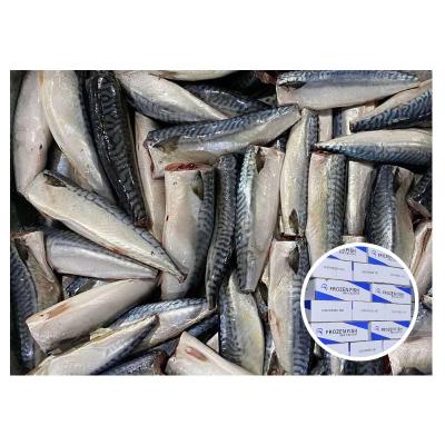 China NATURE Thomson Fish HGT Frozen Pacific Mackerel For Canned for sale