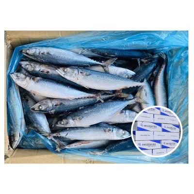 China NATURE Exporters Malaysia Seafood Importers Species Organic Food Frozen Fish All Pacific Mackerel for sale