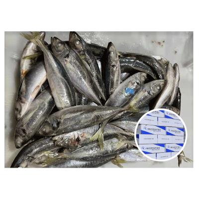 China NATURE Size 150-200g High Quality Frozen Big Eyes Saurels for sale