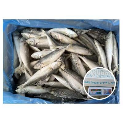 China Hot Sale IQF Organic 100-200 Good Quality Light Catching Frozen Saurels for sale