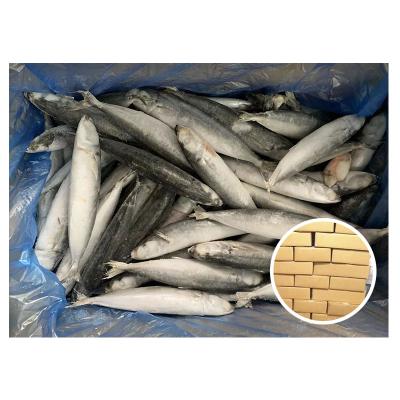 China Tuna Bait IQF Fish Scad Organic Light Catching Whole Frozen Round Frozen Round Scad for sale