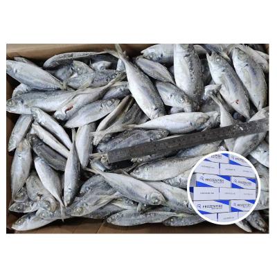 China Organic High Quality Frozen Sea Box 15kg Frozen Big Eyes Saurels for sale