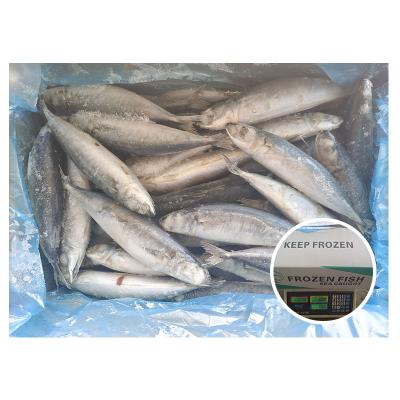 China Organic Light Catching Fish 60-80 Frozen Whole Round Scad for sale