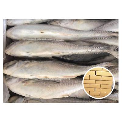 China NATURE Good Quality Frozen Hard Tail Scad for sale