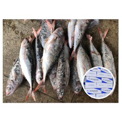 China NATURE New Arrival Frozen Whole Round Red Tail Mackerel Seafrozen Red Tail Mackerel for sale