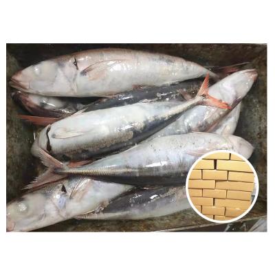 China Taiwan NATURE Whole Round Frozen Saurels Tail Scad Goldfish for sale