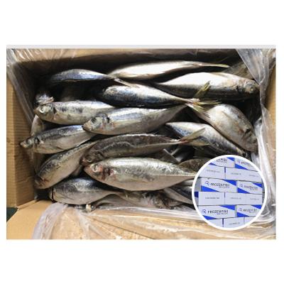 China 20kg box WR supplier organic trachurus trachurus 18 20 cm frozen sea saurels norway namibia for sale