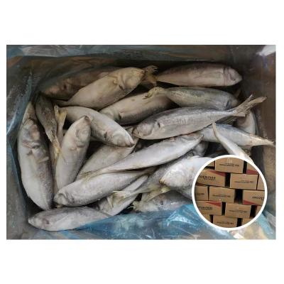 China New Organic Common Seafood No Fish Namibia BQF IQF Salt Layang Around Scad Jack Frozen Horse Mackerel for sale