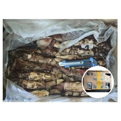 China Nutritious Hot Sale BQF Squid 100-300g Indian Ocean Frozen Squid For Philippines Market for sale