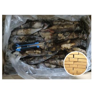 China Competitive Price Size 100-300g Nutritious Frozen Indian Squid for sale