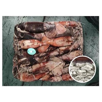 China Calamari high nutritious sea Indian Ocean frozen squid for sale