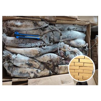 China BANG Nutritional Brand Size 100-300g XING Frozen Indian Squid for sale