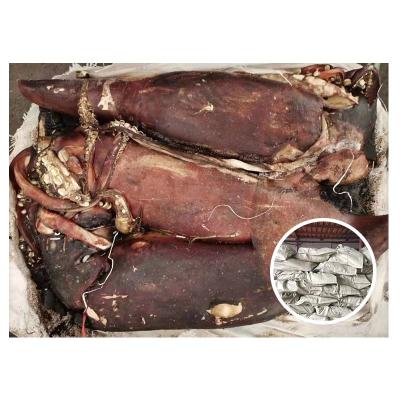 China Best Selling Indian Ocean Frozen Squid Nutritious Products Available Sizes for sale