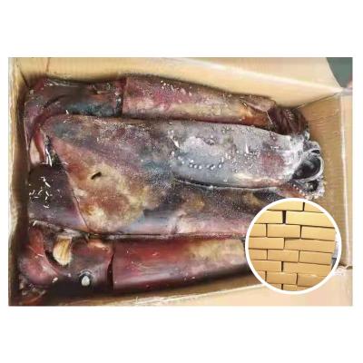 China Giant Squid Nutrient Whole Gigas Competitive Price Supply Frozen Giant Squid for sale