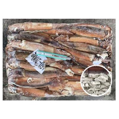 China Todarodes Industries Organic Frozen Sea Lure Argentina Tube Frozen Squid for sale