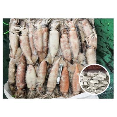 China Live Squid Frozen Todarodes Pacific Nutritious Whole Cleaned Squid For Sale for sale