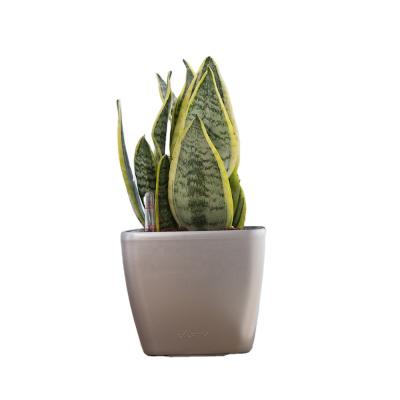 China SELF-WATERING Wholesale Creative New Arrive Plastic Succulent Plant Mini Planter Green Plant Flower Indoor Pots for sale