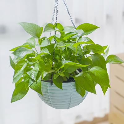 China Modern Artificial Wall Hanging Planter Vase Plant Plastic Succulent Pot for sale