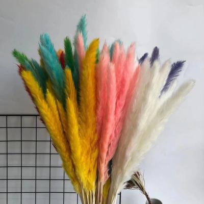 China Amazon Hot Sale Wholesale Flower Arrangement Bridal Bouquets FREE SAMPLE Wedding Home Decoration Dried Pampas Grass for sale