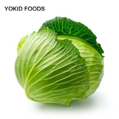 China Organic food fresh cabbage price for sale