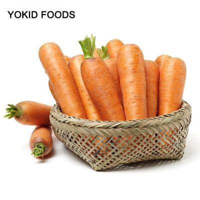 China Fresh Wholesale Fresh Red Carrot for sale