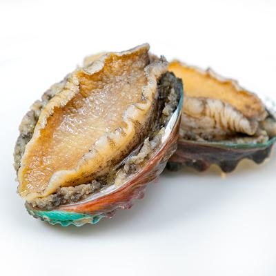 China FROZEN Captain Jiang Frozen Abalone In Shell for sale