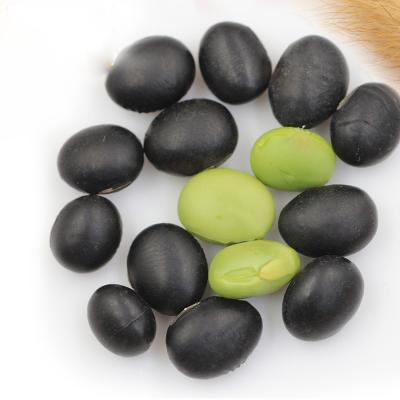 China New Culture Dry Organic Black Bean Green Dried Indoor for sale