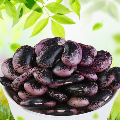 China New crop dry black spotted large dwarf bean for sale