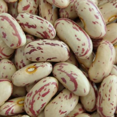 China Long Shape Dry Light Spotted Kidney Beans Sweet Beans for sale