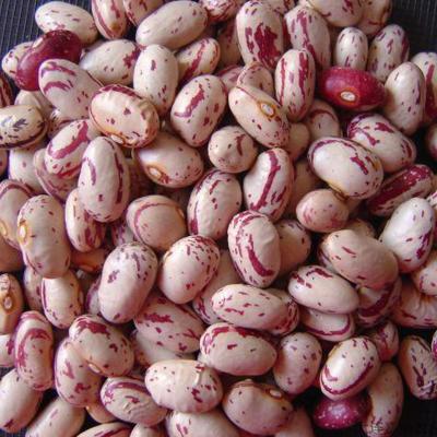 China New crop dry organic cranberry bean for sale