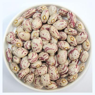 China New Culture Dried Borlotti Beans for sale