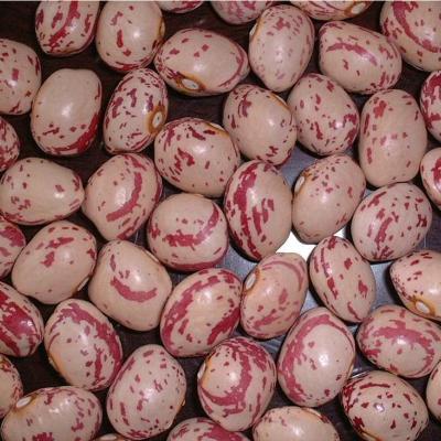 China Round Shape Dried Pinto Beans Sweet Beans for sale