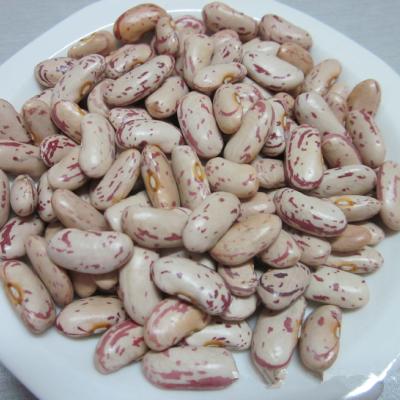 China LSKB Dry Organic Light Spotted Kidney Beans for sale