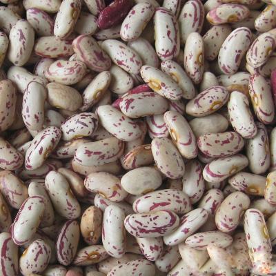 China Cocos de Rose dried beans with long shape for sale