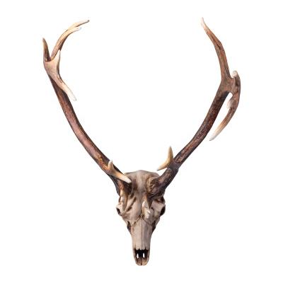 China China Resin Casting High Quality Animal Deer Skull Wall Hanging Polyresin Deer Skull Antler Main Bust Hunting Cabin Lodge Decor for sale