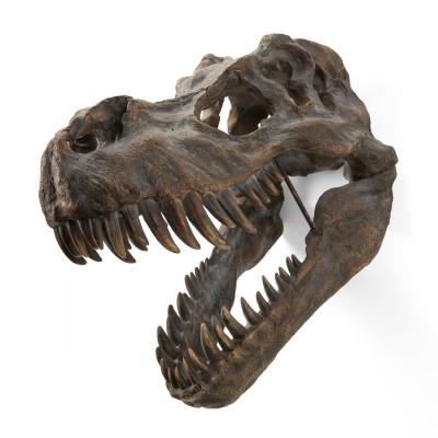 China Home Hanging Head Animal Model Skull Europe Resin Dinosaur T-rex Skeleton Decoration Fossil for sale