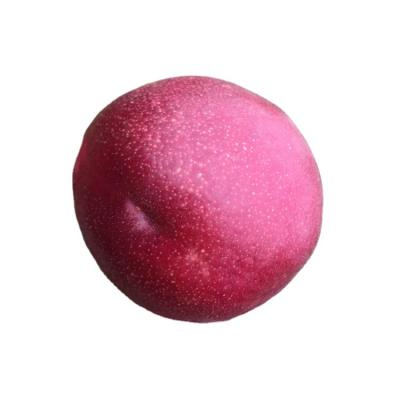 China Wholesale fresh and sell the world's best varieties of fresh nectarine for sale