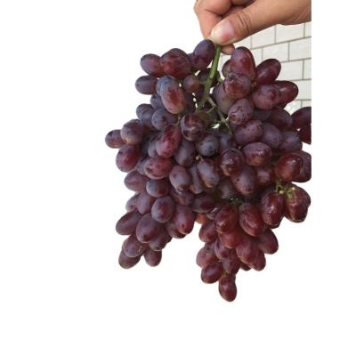 China Farm Fresh Sale High Quality Organic Grapes for sale