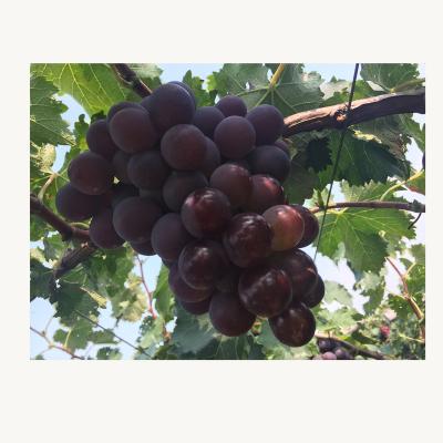 China Fresh fresh organic grapes for sale