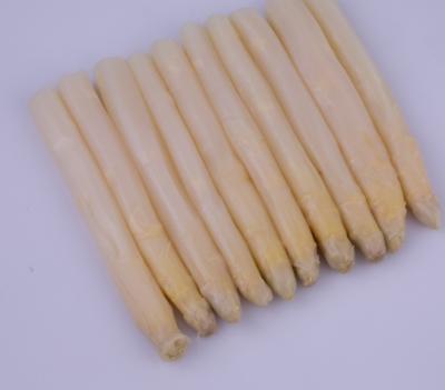 China Canned 370ml Fresh Canned Asparagus Spears Best Price In China for sale